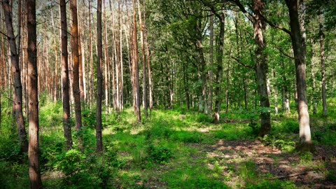 Birds Singing and Gentle Sunlight Will Change Your Mindfulness Game!