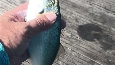 Blues magnolia pier