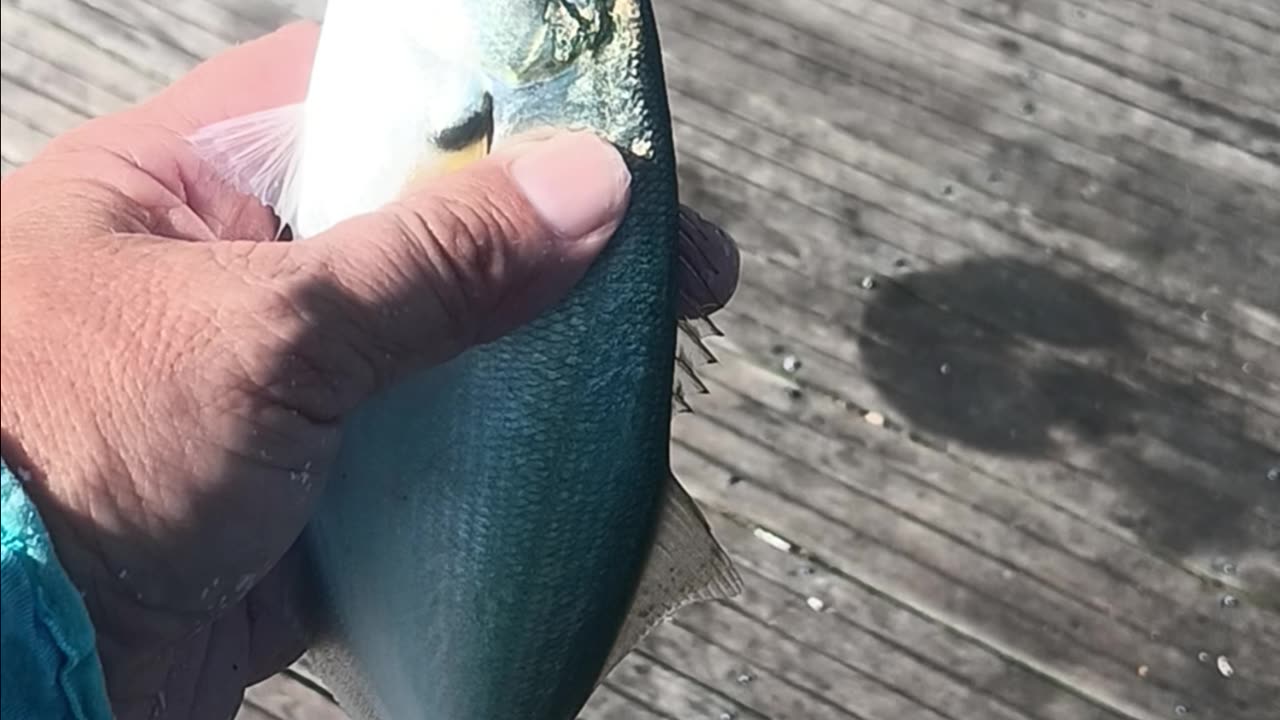 Blues magnolia pier