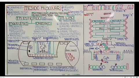 SAVIA REGULAR 2025 | Semana 03 | Anatomía