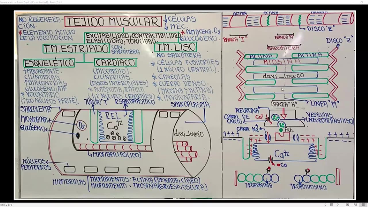 SAVIA REGULAR 2025 | Semana 03 | Anatomía