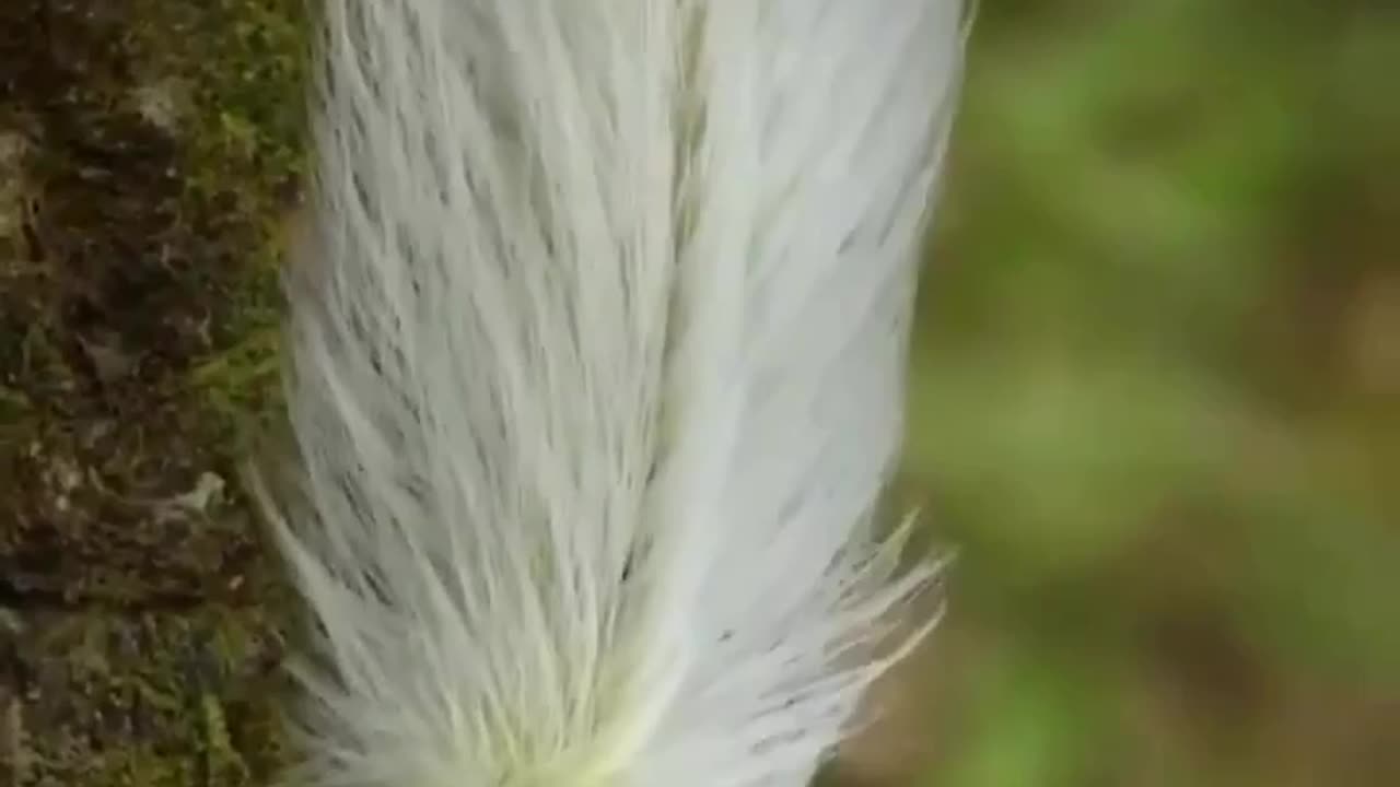 Feather bug?