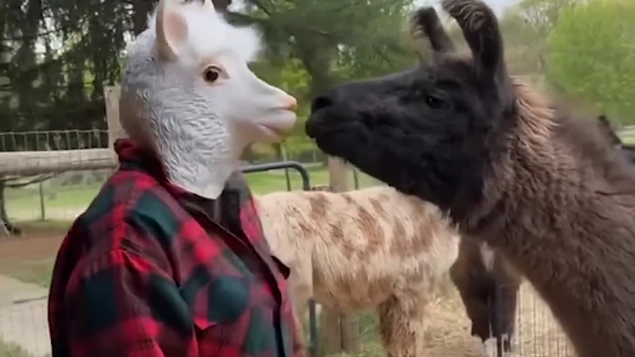 FUNNIEST_Animal_Videos_Funny Video..🤣