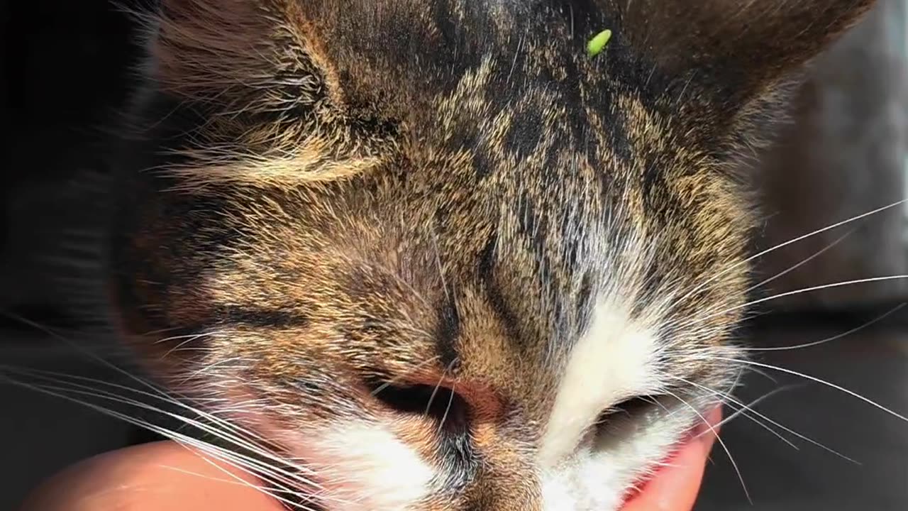 Cat eating ASMR