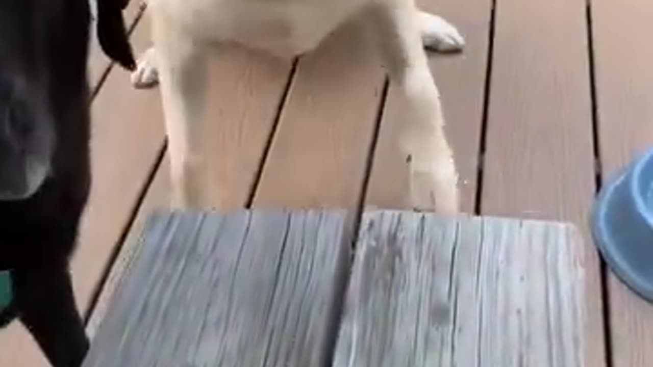 biggest dog stick ever