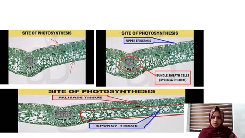 Plus Two Biology Chapter 11 Part 2