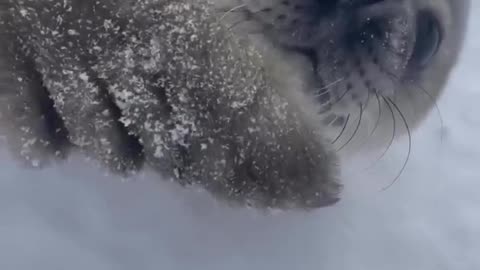 😂🐧 You Won't Believe This Bird's Happy Dance! | FunFM