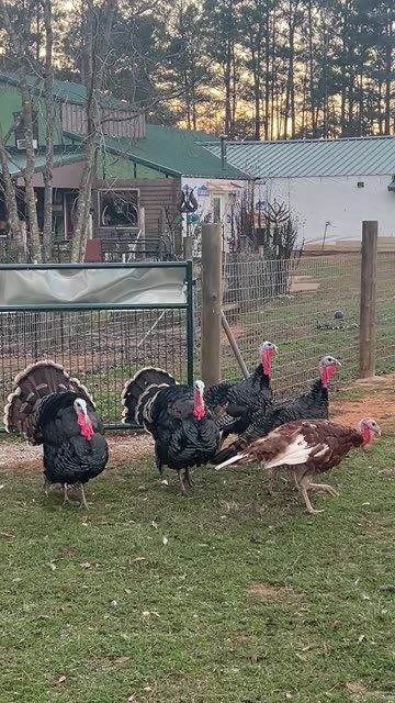 Allan OWN the Road. Pay the Toll to Enter!!!