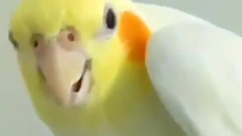 playing with birds