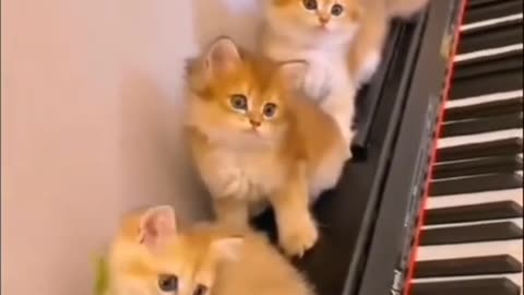 Cat funny video