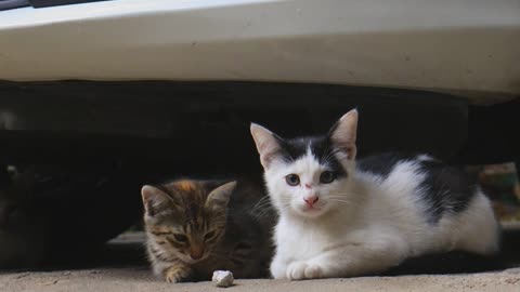 The Cute Cats