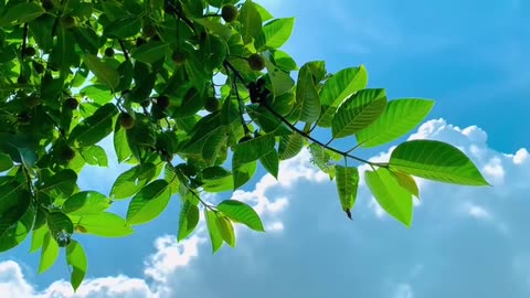 Best Landscape Designer in Kottayam