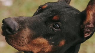 Curso Detentores De Cães Perigosos Ou Potencialmente Perigosos
