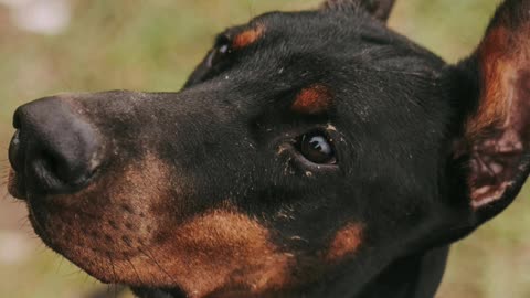 Curso Detentores De Cães Perigosos Ou Potencialmente Perigosos