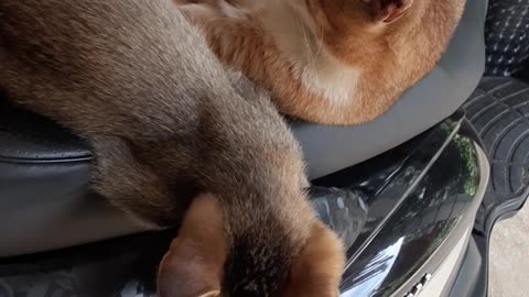Mother cat and her three kittens