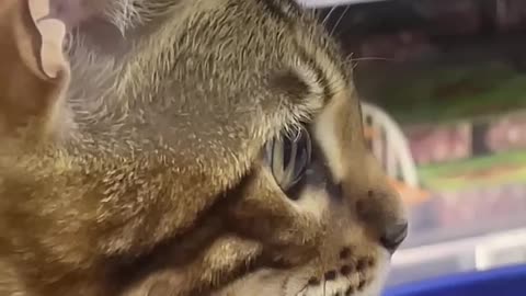 Funny Animals 😊😉😍