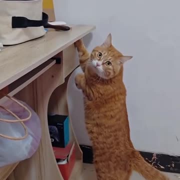 Cats being, well... CATS