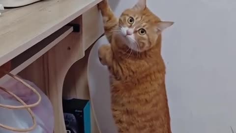 Cats being, well... CATS