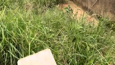 There are crocodiles lurking in the grass, which is very dangerous.