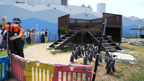 Peaceful with lovely penguins and listening to music P2
