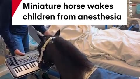 🤯🎹 Dwarf Horse's Hilarious Wake-Up Call! | FunFM