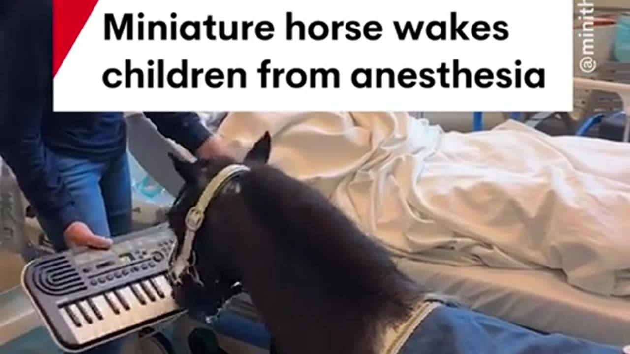 🤯🎹 Dwarf Horse's Hilarious Wake-Up Call! | FunFM