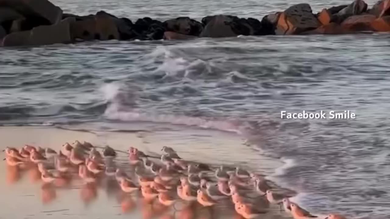 Aslme video