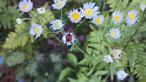 Ladybug