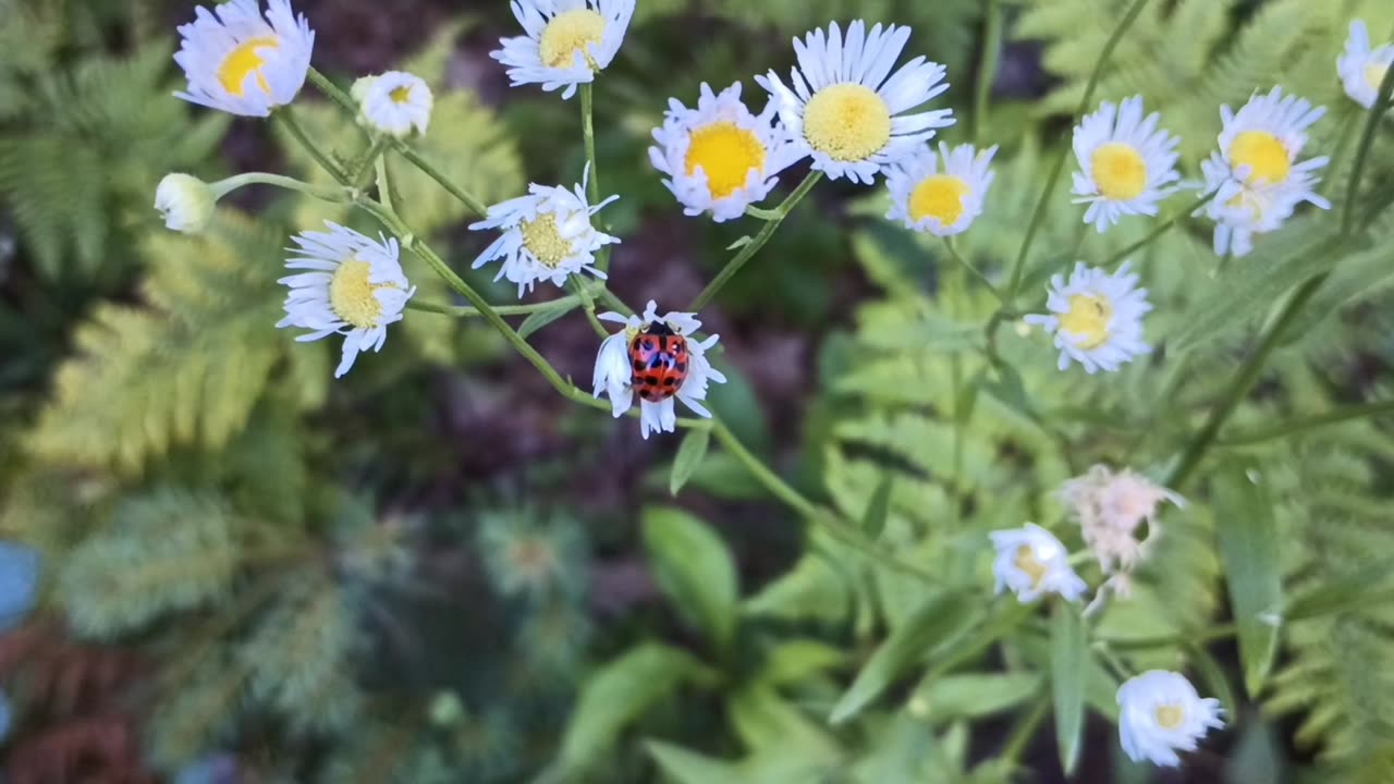 Ladybug