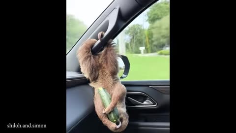 new funniest animal videos that will improve your mood
