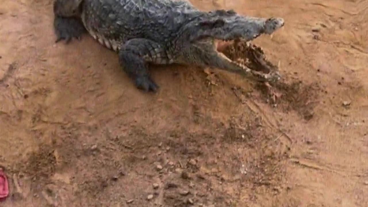 Feed the crocodile with soil