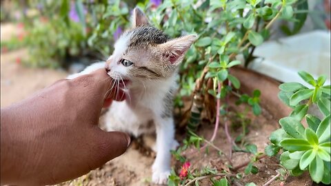 Tiny Kitten MiMi doesn’t allow me to take her back! She likes to be around the flower and