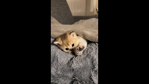 Cat morning vibe