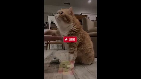 funny dog and cat video
