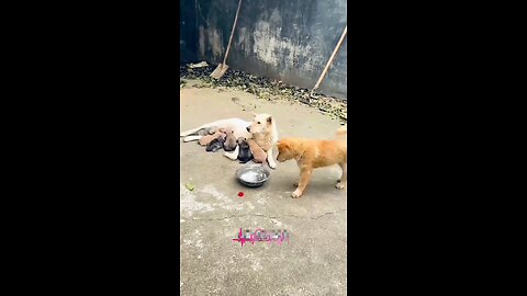 बच्चा है पर समझदार है