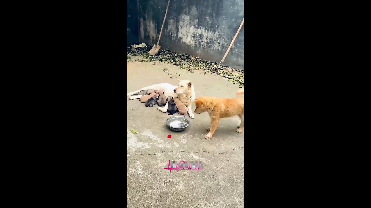 बच्चा है पर समझदार है