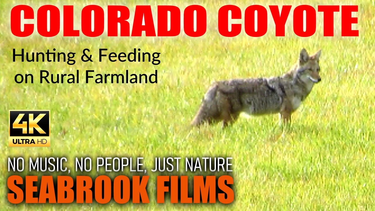Colorado Coyote: Hunting and Feeding on Rural Farmland