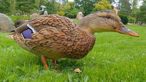 Nobody Dares to Bother This Hen During Her Lunch Break