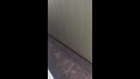 dog 🐶