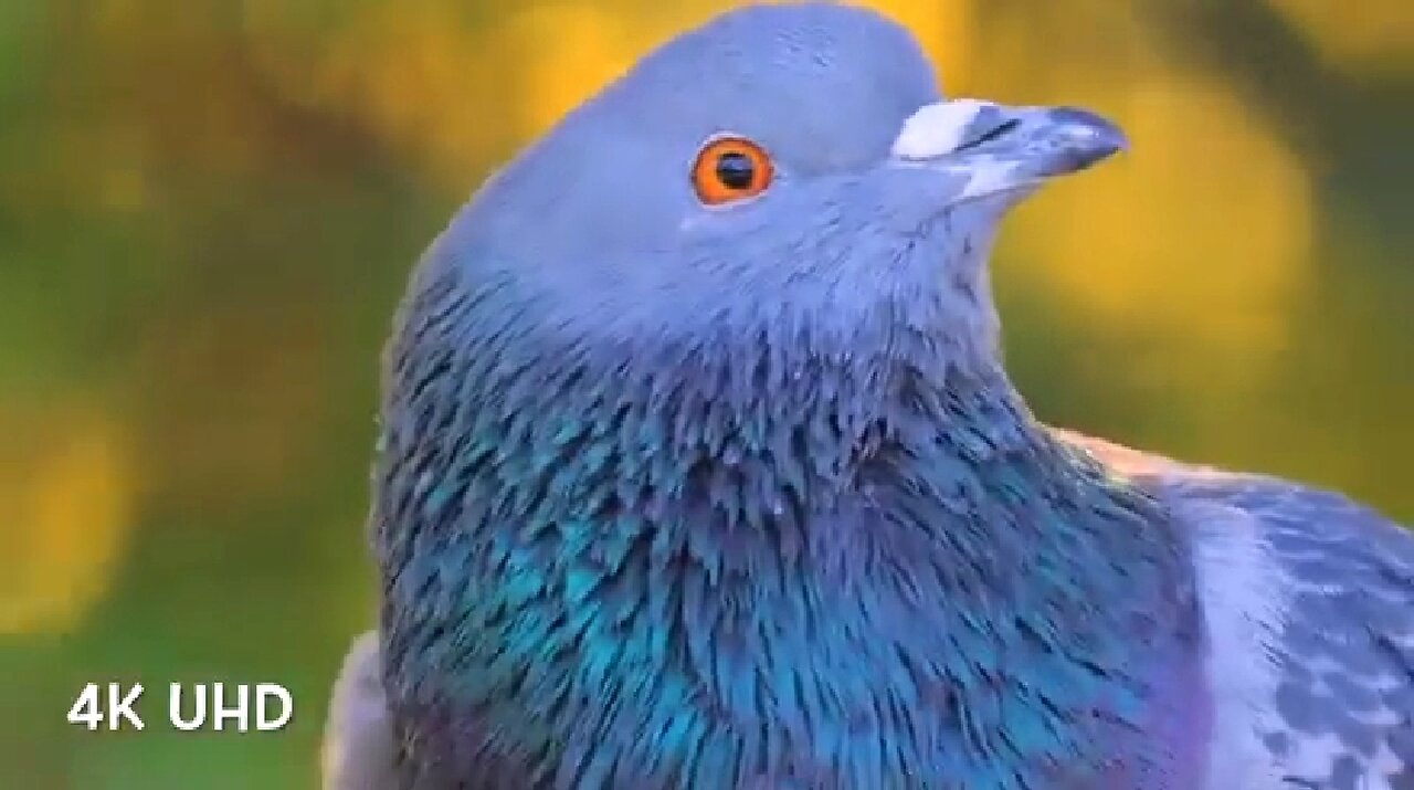 BIRDS IN 4K - NATURE'S BEAUTY! 🐦🦜🦢