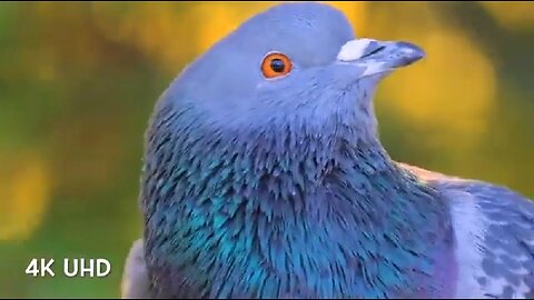 BIRDS IN 4K - NATURE'S BEAUTY! 🐦🦜🦢