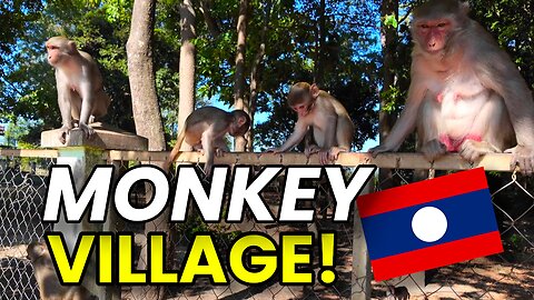 MONKEY INVASION! Laos Monkey Village🇱🇦