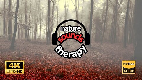 Misty Old Forest; Rain Sounds for Good Sleep 4K