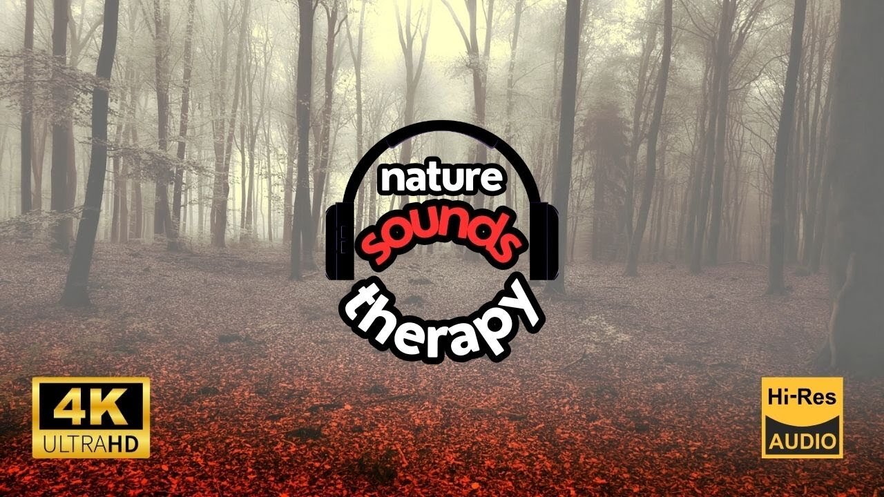 Misty Old Forest; Rain Sounds for Good Sleep 4K