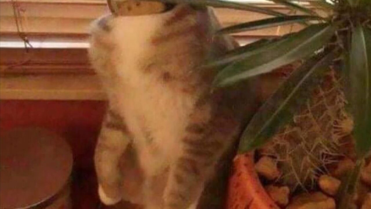 Just for Laughs. A Monkey thing