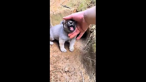A very fierce dog!