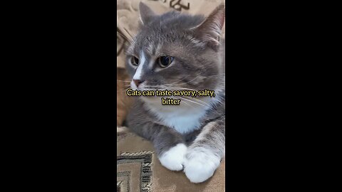 Facts About Cats! #cat #cats #fact #facts #dailyfacts #animals #natural