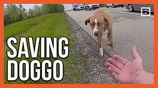 Officer Saves Gentle Dog Standing in Front of Traffic on I-77