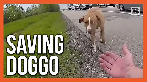 Officer Saves Gentle Dog Standing in Front of Traffic on I-77