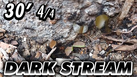ASMR | The anthill legionaries, seen in a lively display of work day - 30' 4/4